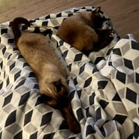 Captain, charmanter Abenteurer, ca. 8 Jahre *41352 Korschenb, Kater zur Adoption