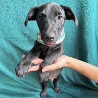 Stan- Zuckersüßer Welpenjunge sucht sein Körbchen für immer!, Hund zur Adoption