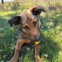 Jessy sucht ihre einfühlsame Familie, Hündin zur Adoption