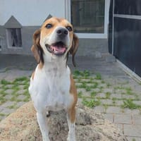 Beaglemischling GIGI sucht fröhliche Menschen, Hund zur Adoption