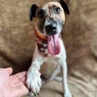 Zena -Fröhliche Abenteurerin auf der Suche nach ihrem Glück, Hündin zur Adoption