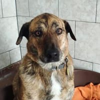 Rudi sucht sein Fürimmerzuhause, Hund zur Adoption