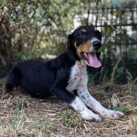 Luto, Hund zur Adoption