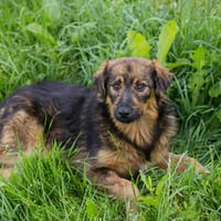 SISSY  Liebe Hundedame sucht ihr Für-immer-Zuhause, Hündin zur Adoption