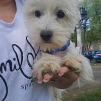 Mini-Malteser Smartie sucht seine Heimat, Hund zur Adoption