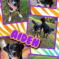sportlicher Aiden auf PS in 80999, Hund zur Adoption