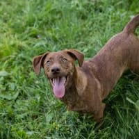 Der witzige und kleine Dackeljunge Monty sucht ein Zuhause, Hund zur Adoption