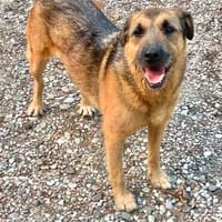 Franz (6)  menschenbezogen, freundlich und offen in 17291, Hund zur Adoption
