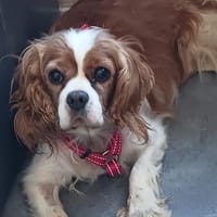Maszi, schüchterne Cavalier King Charles Hündin, Hündin zur Adoption