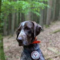lieber Mika sucht seine Menschen, Hund zur Adoption
