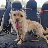 LEIOA - wuscheliger Goldschatz, Hündin zur Adoption