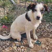 Tricolor Welpenmädel Ella sucht ihre Familie, Hündin zur Adoption