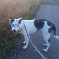 Aktive Sky, Hündin zur Adoption