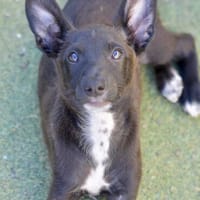 Welpenjunge CHICO ❤ einfach zauberhaft!, Hund zur Adoption