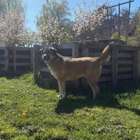 Rosy- Königin sucht Hofstaat, Hündin zur Adoption