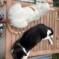 Tolles Katerpaar Boris und Barney, Kater zur Adoption