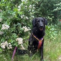 Spaßvogel mit sechs Buchstaben? Blacky!, Hund zur Adoption