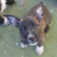 Welpenjunge MARTIN ❤, Hund zur Adoption