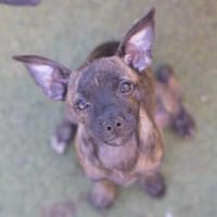 Welpenmädchen MARTA ❤❤❤, Hündin zur Adoption