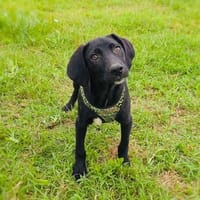 Super lieber Labrador Mix, Hund zur Adoption