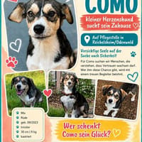 COMO, Mix, geb. 09/2023, Hund zur Adoption