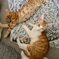 Süße kleine Katzen Turron & Mango, Kater zur Adoption