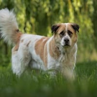 Beethoven sucht erfahrene Menschen, Hund zur Adoption