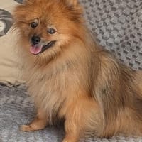 Fluffy, süßer Kleinspitz Rüde geb. 01/2019, Hund zur Adoption
