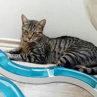 TOBI, m., kastr., EKH, geb. ca. 07/2025, Kater zur Adoption