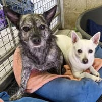 Luna und Flocki, Hündin zur Adoption