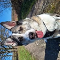 aufgeschlossener BOBBY braucht Anschluß, Hund zur Adoption