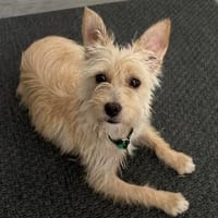 Treacle -verschmust und etwas schüchtern, Hündin zur Adoption
