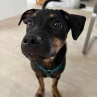 Kalli  sensibler Herzenshund, Hund zur Adoption