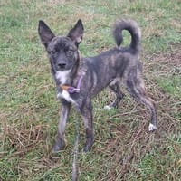 Rico, Hund zur Adoption