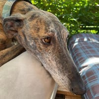 Freundlicher Rayan1 sucht seine Familie für immer, Hund zur Adoption
