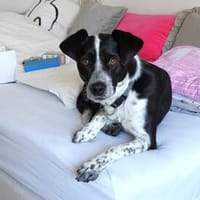Wer schenkt dem sanften Beni sein Herz?, Hund zur Adoption