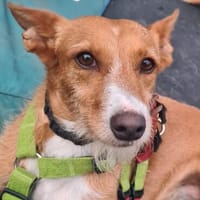 Vega; charmante Podenca-Seele, Hündin zur Adoption
