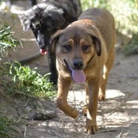 Zuppa, Hündin zur Adoption