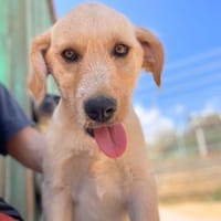 Fanta, Hündin zur Adoption