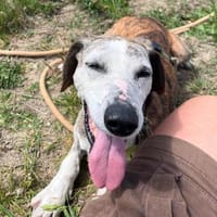 Ganzo, Hund zur Adoption