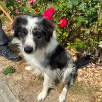 ARTHUS, chien à adopter