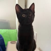 PETUNIA CHA, chatte à adopter