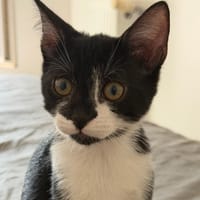 IZABO CHA, chatte à adopter