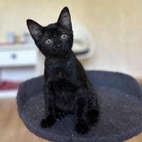 TIGRETTE, chatte à adopter