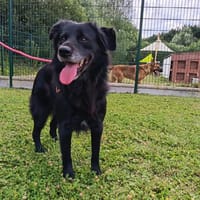 BENJI, chien à adopter