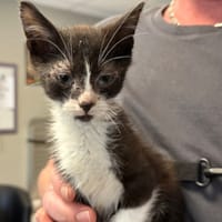 ROCKET, chat à adopter