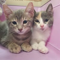 ARTEMIS CHA, chatte à adopter