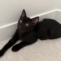 GUIZMO CHA, chat à adopter