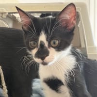 SANALENA CHA, chatte à adopter