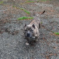 BINTA, chienne à adopter